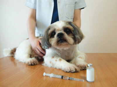 Female veterinarian and Shih tzu nice dog preparing for vaccine injection with medical vial and&hellip;